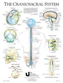 Anatomical chart of the cranial system