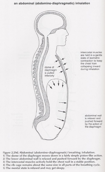abdominal diaphragmatic breathing diagram