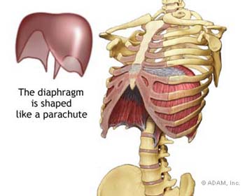 diagram of the diaphragm