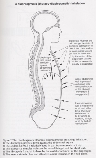 thoraco diaphragmatic breathing diagram